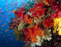 Необычные факты о кораллах
