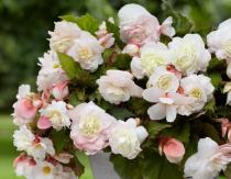 Begonia casera: secretos de cultivo y cuidado en casa.