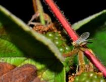 Como lidar com uma mosca da framboesa Como borrifar framboesas de uma mosca da framboesa