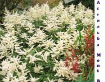 Características das flores Astilba variedades brancas Astilba chinesa