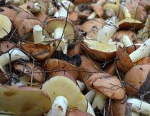 Como processar adequadamente cogumelos porcini após a coleta Processamento de cogumelos frescos, secos e salgados