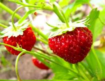 We feed strawberries in the summer during fruiting