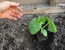 How to get ready-made cucumbers in May?