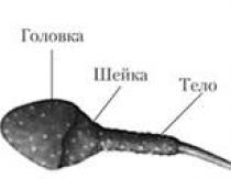 Organ Reproduksi Sistem Reproduksi Organ reproduksi wanita dan pria