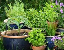 Spicy herbs in your garden: design ideas, planting and care