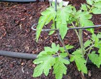 Aderezo superior de tomates en campo abierto e invernadero - experiencia práctica