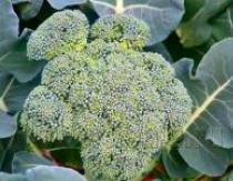 Cultivarea broccoli în agricultura naturală!