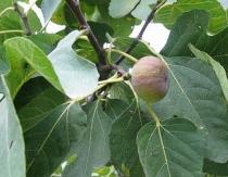 Fig or fig tree Fig tree fruit name