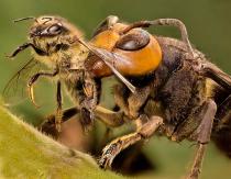 Hornets nests (photo): about their structure and how to remove them correctly and safely