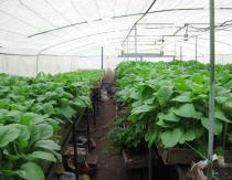 Soin de l'aubergine: top dressing dans des conditions de serre Aubergine comment s'occuper après la plantation dans une serre