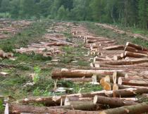 Por qué los bosques están desapareciendo y cómo amenaza a la humanidad