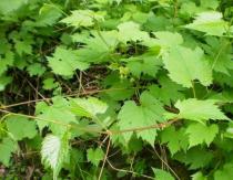 Coastal or fragrant grapes Selection of grape seedlings