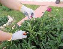 Rules for pruning peonies after flowering Peonies faded when pruning leaves