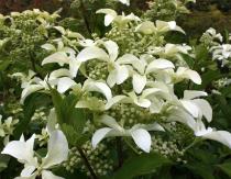 Hydrangeas tree and paniculate: reproduction and care