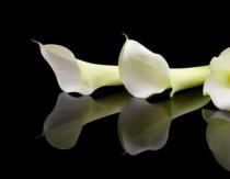 Callas are the flowers of death: why?