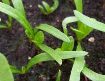 Spinach - planting and caring for leaf crops