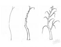 How to draw a birch with a pencil step by step