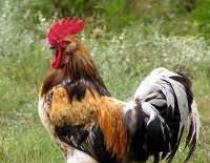 Si tu voyais un coq dans un rêve