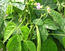 Curly beans: planting and care