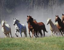 Why do you dream of a herd of horses - interpretation of the dream according to dream books Why do you dream of a herd of horses in a dream