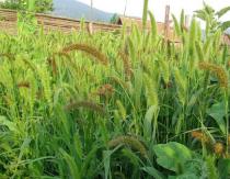 หญ้าขนเขียว (หนูเขียว) หญ้าขน (หนูเขียว) (Setaria viridis, S