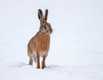 Hare - species where it lives, description, color, what it eats, reproduction White hare interesting facts