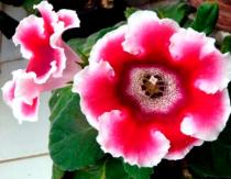 Gloxinia - cuidado y reproducción en casa.