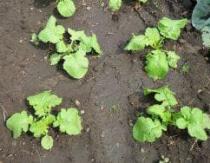 Plantando rabanete em campo aberto: cultivo e cuidado Plantando rabanete em julho