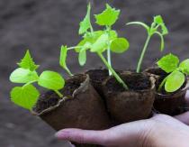 What determines the germination of seeds and how to quickly germinate cucumbers