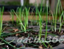 Leek - planting and care in the open field