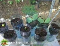 Cultivar pepinos en el balcón de la A a la Z Plantar pepinos en el balcón en botellas de plástico