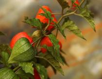 Physalis décoratifs: photo de culture et d'entretien Physalis décoratifs