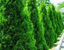 วิธีการดูแล Thuja ในสวนเพื่อให้เขียวชอุ่ม?