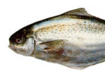 Oily fish: benefits and harms, price, recipes, calories Oily fish