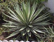 Yucca - home care Yuca flower how to care for at home