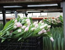 Cara menjual tulip Tulip di dalam mobil pada 8 Maret