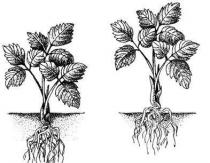 春にイチゴを別の場所に移植する 秋にビクトリアを植え替える時期はいつですか？