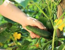 Quoi planter à côté d'une citrouille Quoi ne pas planter une citrouille avec