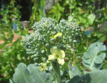 Broccoli turned yellow: is it possible to eat yellowed broccoli or if it has bloomed?