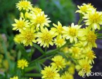 Solidago-goldenrod: khasiat obat Penanaman dan perawatan Solidago di lahan terbuka