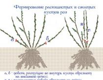 Îngrijirea trandafirilor: plantare, tăiere, îmbrăcare, udare Calendar de îngrijire a clubului de flori totul despre trandafiri