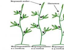 Como plantar berinjela em estufa?