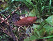 Slugs: description of species, photo and video