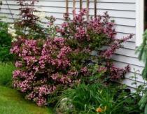 Weigela - cuidado de otoño y preparación para el invierno: poda y refugio