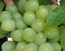 Cultivo de uvas caché Uvas Cash con o sin semillas