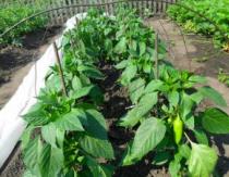 Sowing and growing seedlings of peppers without picking Seedlings without picking at home