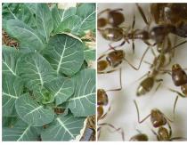 Reanimating cabbage after an invasion of cabbage ants