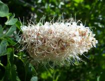 How to plant a chestnut and grow a beautiful tree