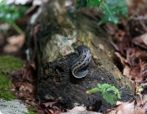 Types of slugs and how to deal with them