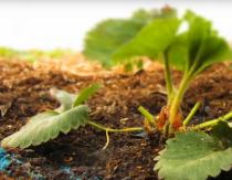 Feeding strawberries during flowering